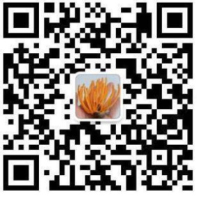 湖南金芙農(nóng)業(yè)科技有限公司,湖南蛹蟲草,湖南羊肚菌,蛹蟲草,羊肚菌,龍新,蟲草酒哪里好,衡陽(yáng)食用菌,衡陽(yáng)羊肚菌,衡陽(yáng)蛹蟲草