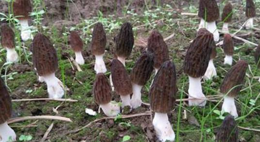 湖南金芙農(nóng)業(yè)科技有限公司,湖南蛹蟲草,湖南羊肚菌,蛹蟲草,羊肚菌,龍新,蟲草酒哪里好,衡陽(yáng)食用菌,衡陽(yáng)羊肚菌,衡陽(yáng)蛹蟲草