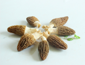 湖南金芙農(nóng)業(yè)科技有限公司,湖南蛹蟲草,湖南羊肚菌,蛹蟲草,羊肚菌,龍新,蟲草酒哪里好,衡陽(yáng)食用菌,衡陽(yáng)羊肚菌,衡陽(yáng)蛹蟲草
